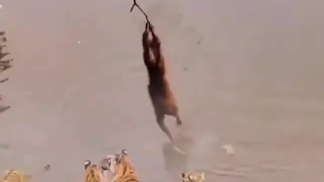 Playing with dead monkey