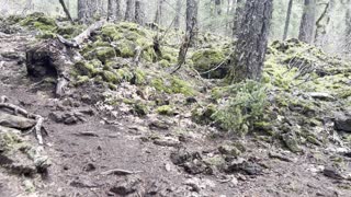 Hiking Through Geological Zone in Old Growth Forest – Tamolitch Blue Pool – Central Oregon – 4K