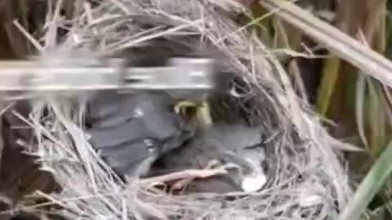 Unveiling Nature's Drama: Unprecedented Encounter as a Beetle Takes on a Young Bird!