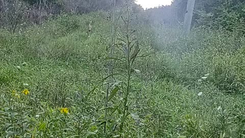 Mother and Fawn coming down hill before dark.