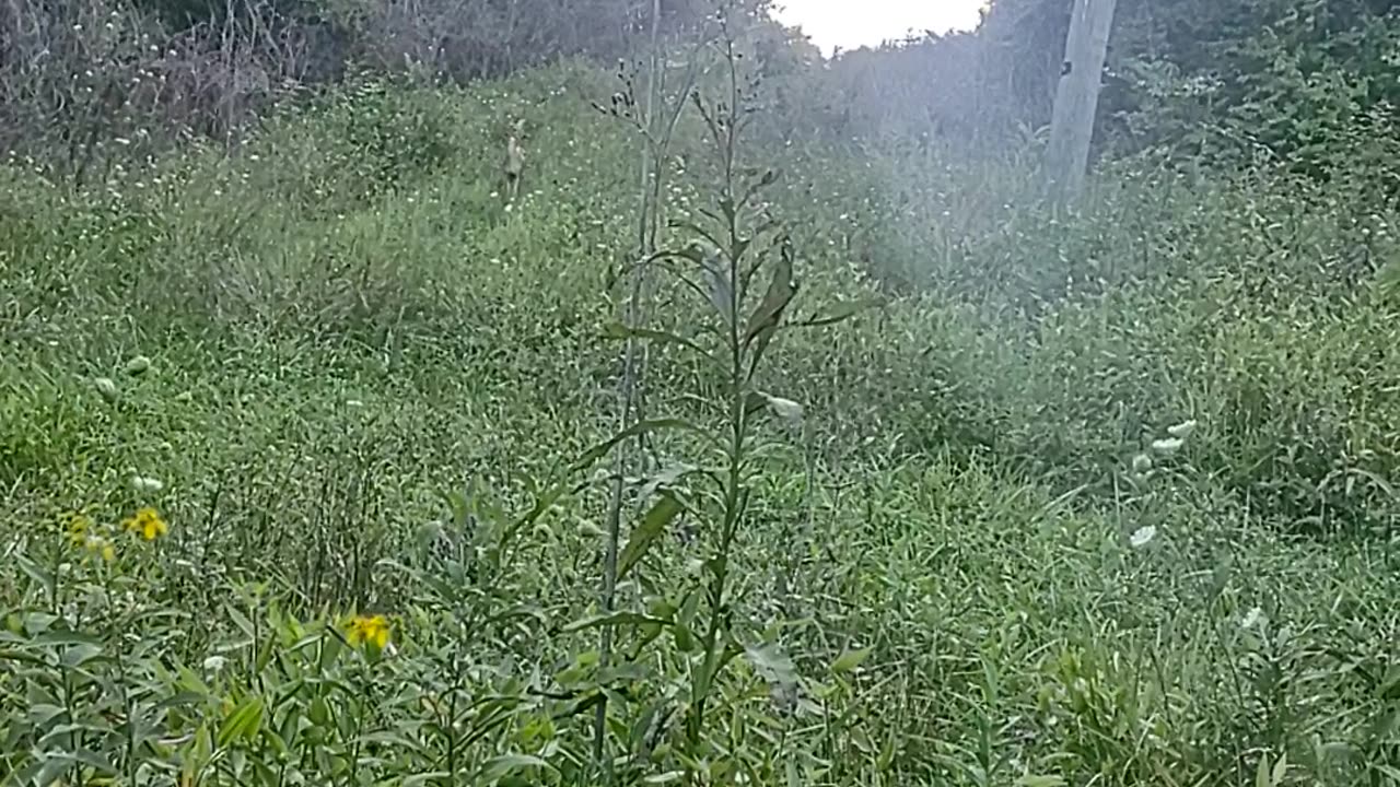 Mother and Fawn coming down hill before dark.