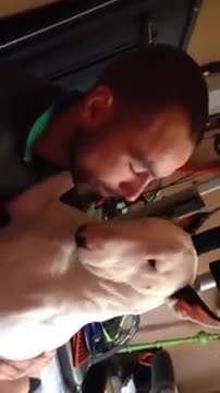 Bull Terrier no para de dar besos
