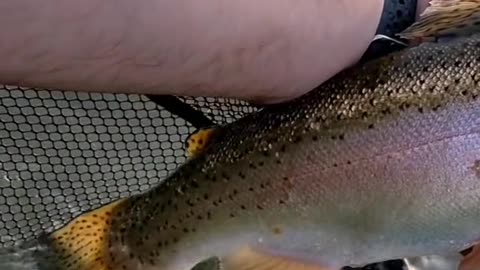 Do any other trout fight as hard as a big rainbow