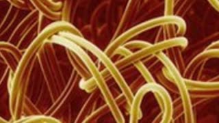Top 10 Animals That Can Totally Detect Human Diseases Part 2