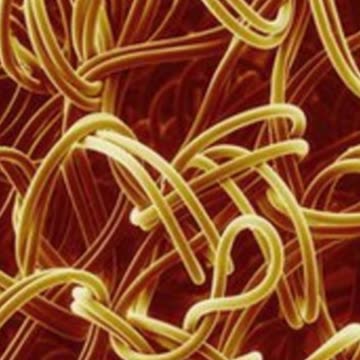 Top 10 Animals That Can Totally Detect Human Diseases Part 2