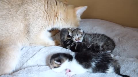 Baby kittens are weighed for the first time