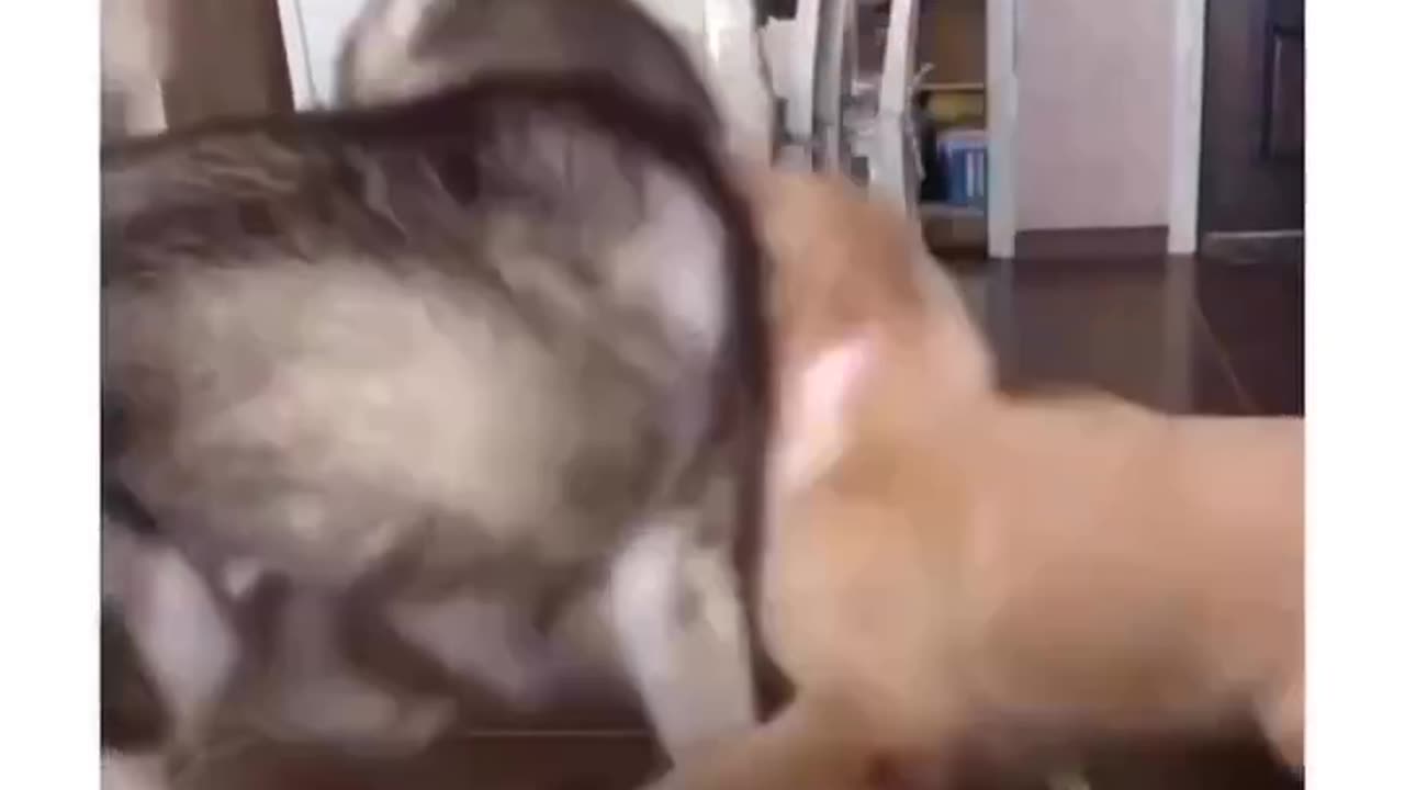 Cat slaps a dog 😂😂