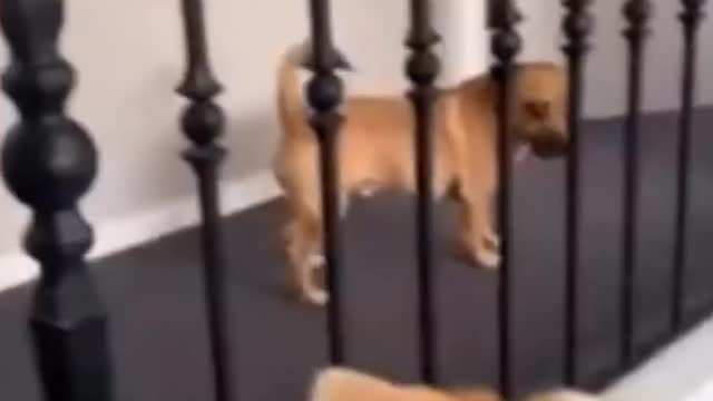 Cutest Moment Of The Puppy