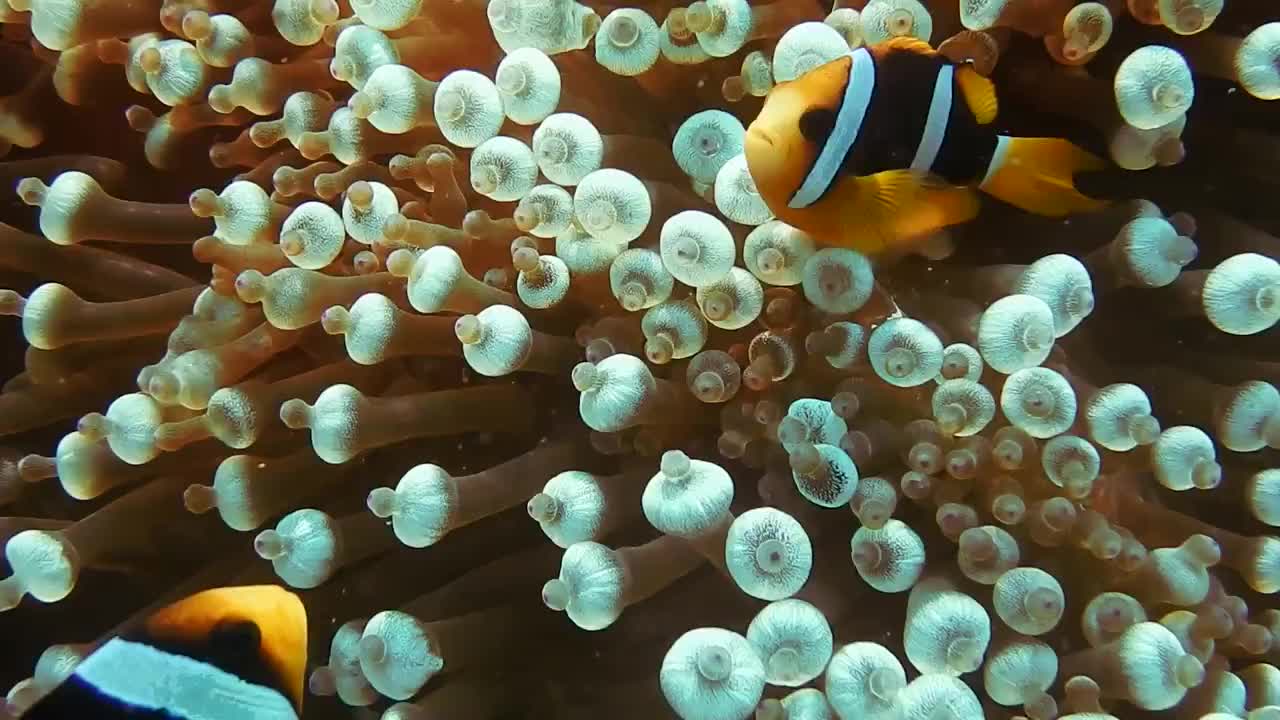 Clownfish video