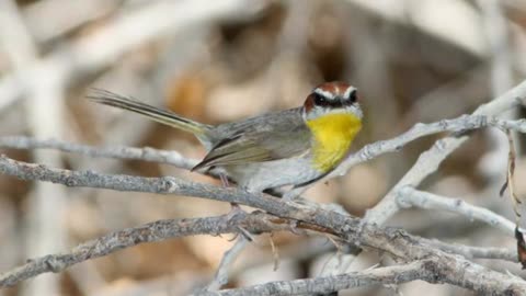 Rufous-capped Warbler Song Video