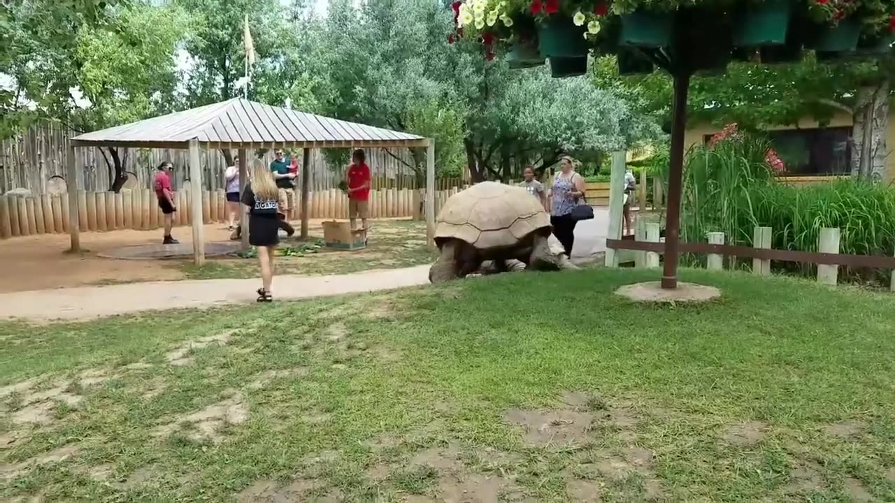 Giant Tortoises at Full Speed