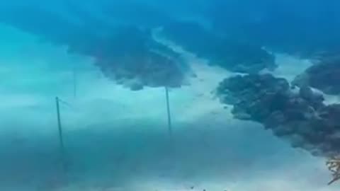 Weird things found on google map🌏