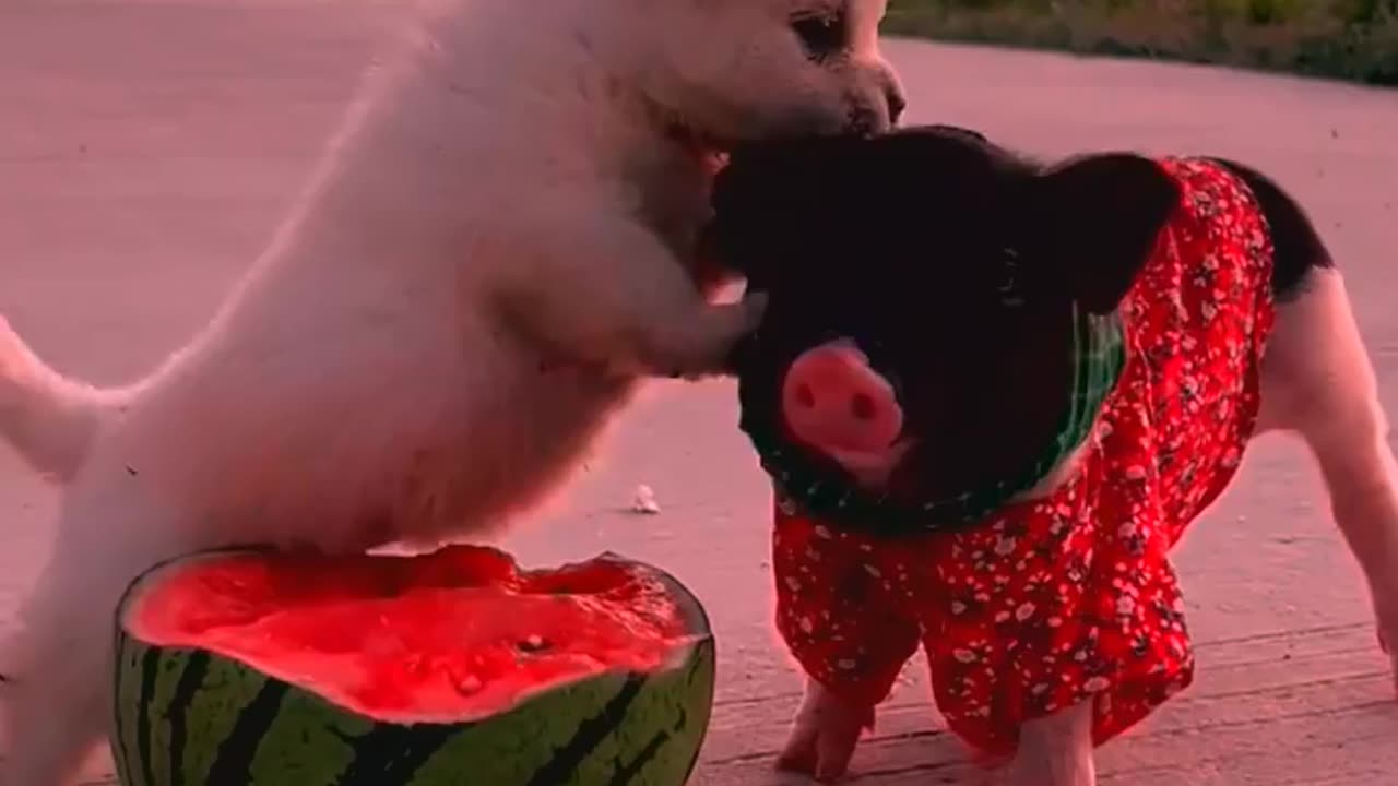 So cute animals #Animals #dog #cat #duck #monkey #adoremonkey #Monkey Animals7