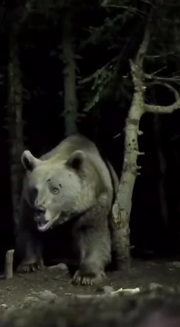 That’s one humongous Grizzly bear 😱