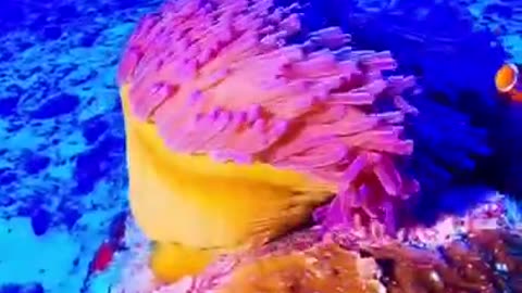 Our Eyes See A Lot in The World #shorts #viral #shortsvideo #video