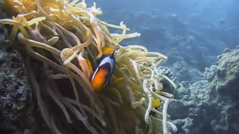 Underwater life in Egypt