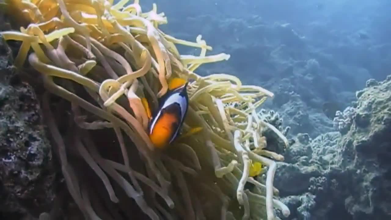 Underwater life in Egypt