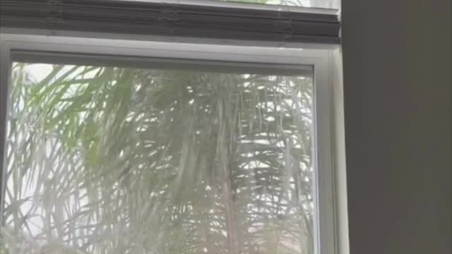 Adopting a Cat from a Shelter Vlog - Cute Precious Piper By the Window After the Hurricane #shorts