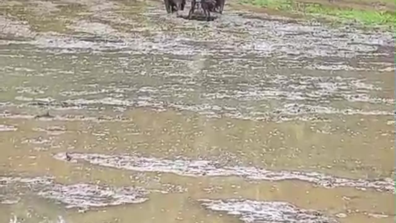 Traditional rice cultivation