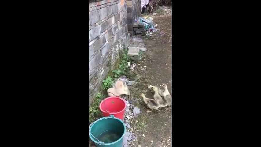 small cute puppy playing with ducks