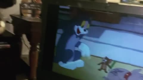 cute cat watching tom and jerry