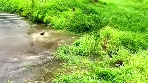 Dog and cow
