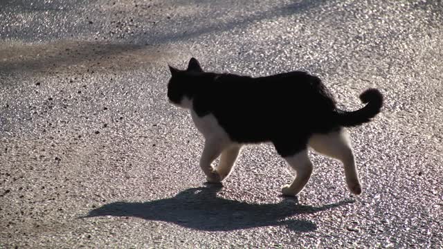 Cat Crossing Road