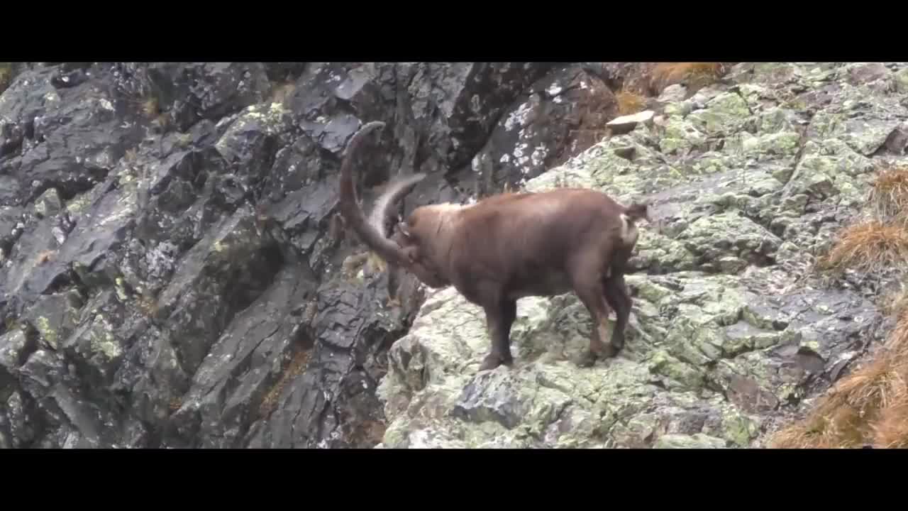 MOUNTAIN GOATS - These Creatures Don’t Care About The Laws Of Physics Despite Their Hooves5