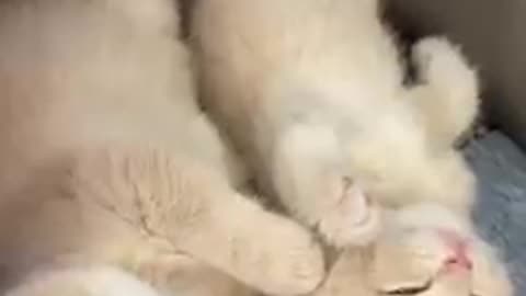 Funny 2 cat sleep#cats#beautiful cats#quite cats # cat videos