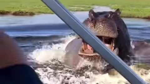 Attack Of The Hippo🚤🦛