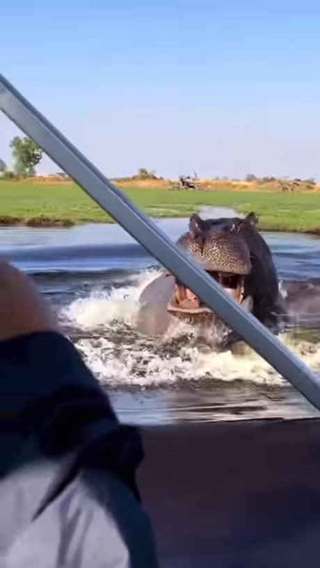 Attack Of The Hippo🚤🦛