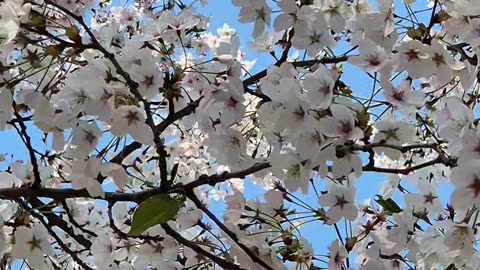 cherry blossoms bloom