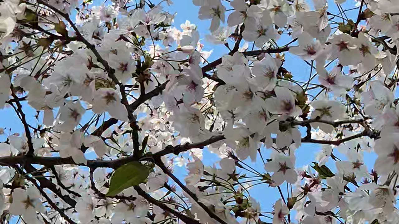 cherry blossoms bloom