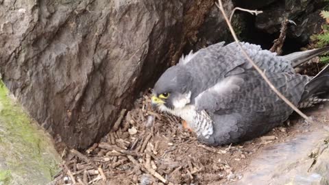 Peregrine Falcon Nesting 4k HQ