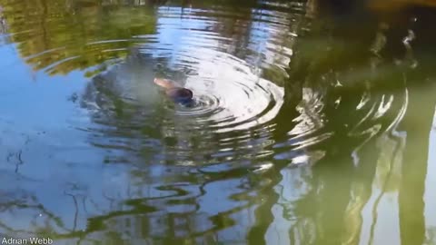 Platypus in the Water