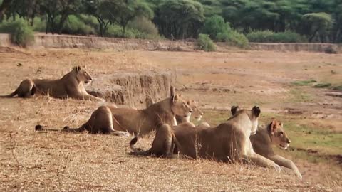 The lion attack giraffe