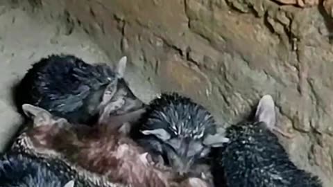 Animal feeding video