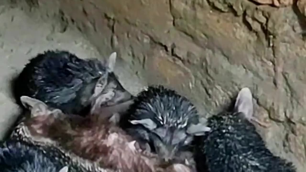 Animal feeding video