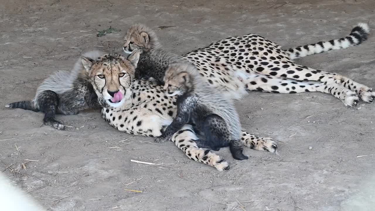 The Metro Richmond Zoo is proud to announce the births of three cheetah litters!