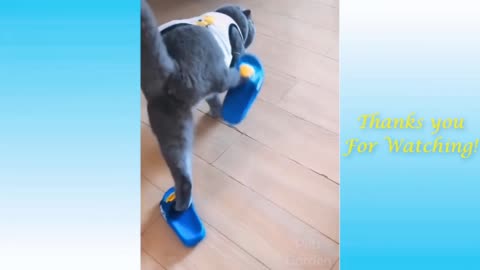 Funny Cat-Amazing cat running video