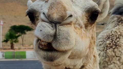 i'm bad guy 🐪😂