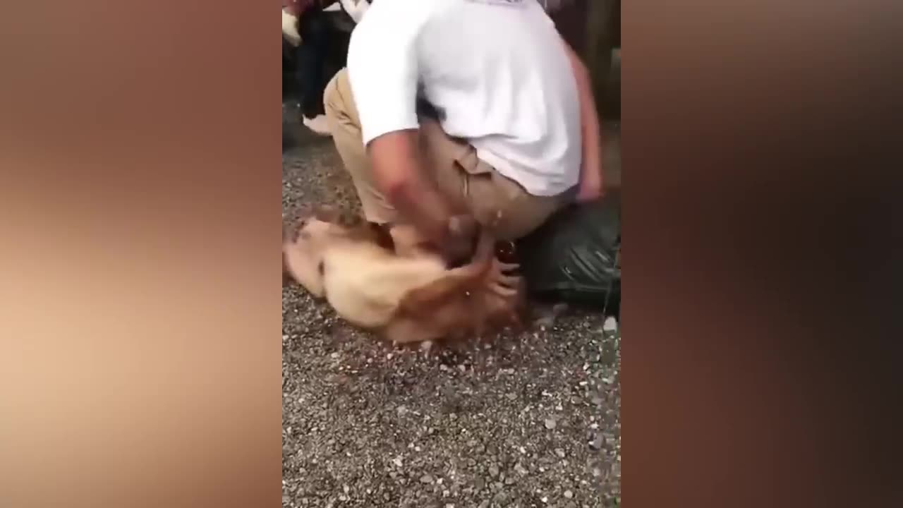 New funny animals 2023