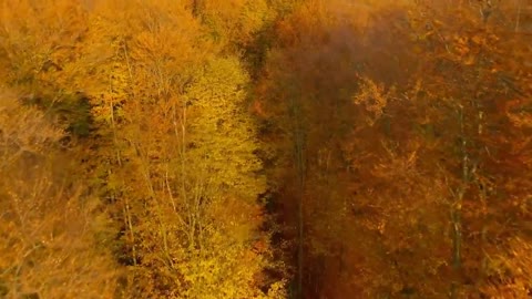 Enchanting Autumn Forests with Beautiful Piano Music