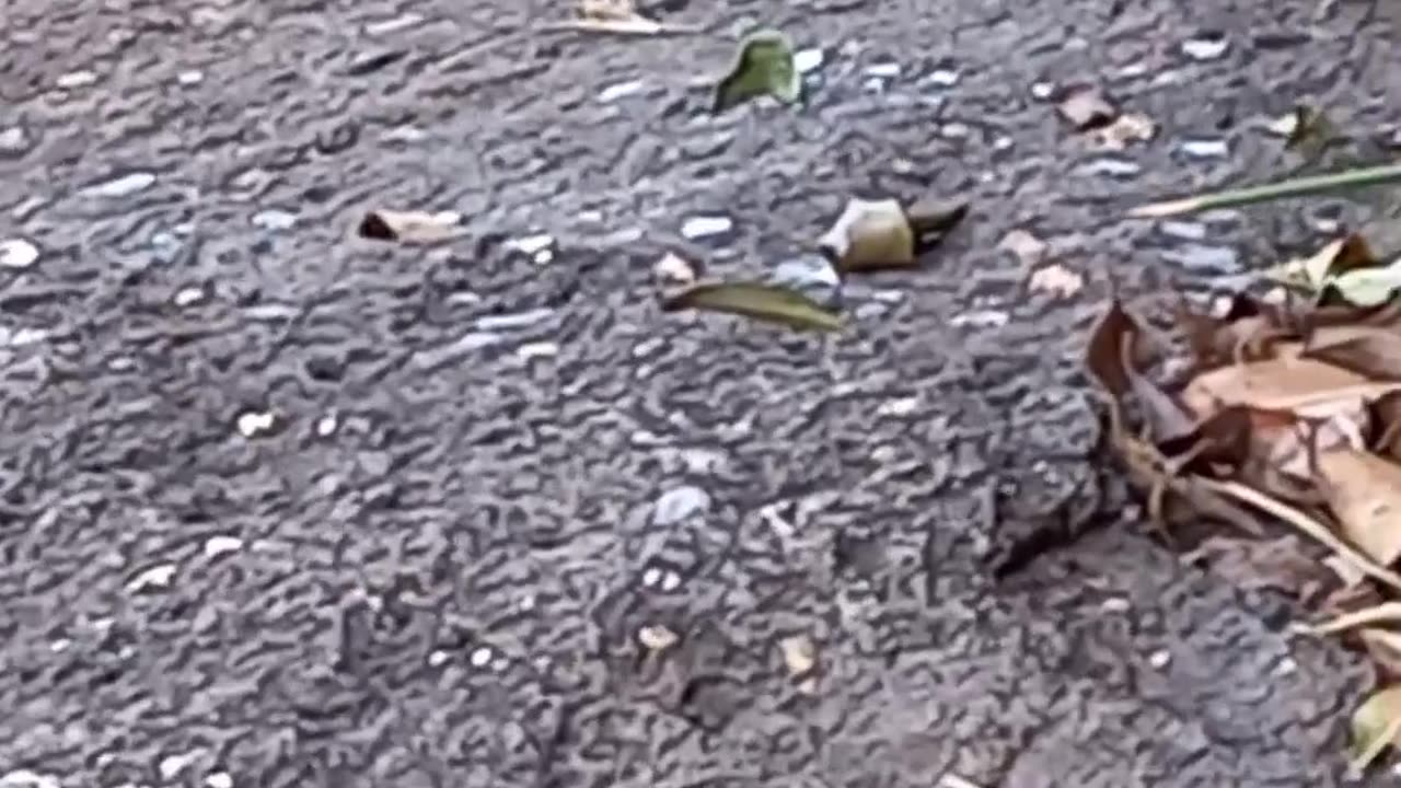 Aranha 🕷 estranha