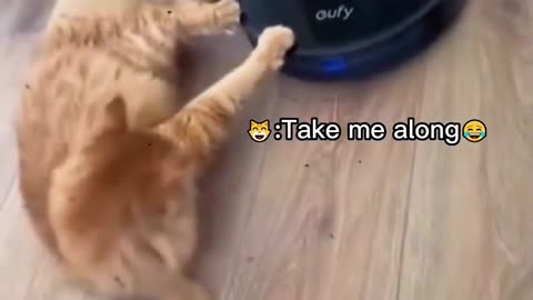 Funny and Fail Pets Video #shorts #49 #cats #funny #animals - Funniest cats in the world