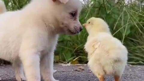 DOG SAID DON'T PLAY WITH ME I BITE YOU, SHORT VIDEO, ANIMAL VIDEOS
