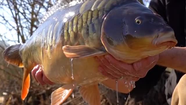 Chris Catching a Scaly Mirror