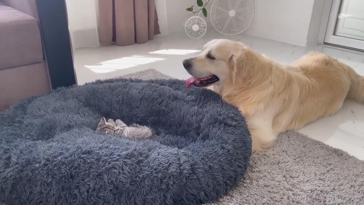 Golden Retriever Shocked by a Kitten occupying his bed!