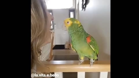 This parrot is arguing with the owner