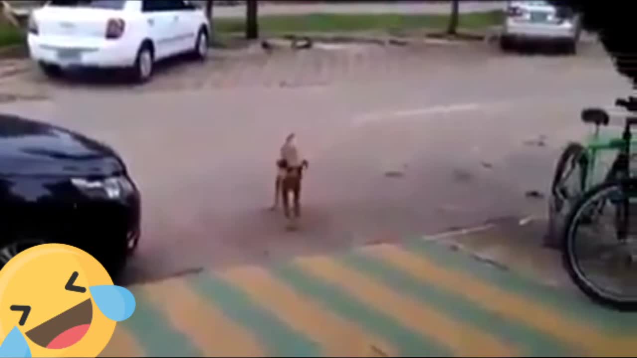 Funny dancing dogs